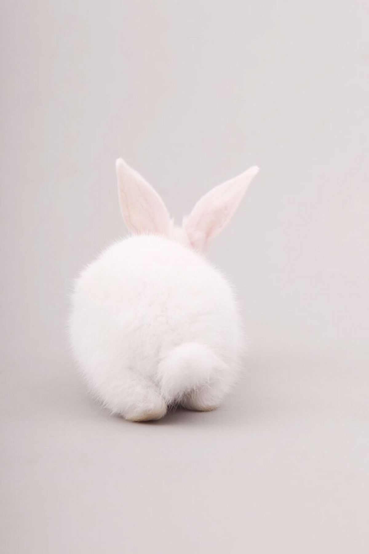 White wabbit